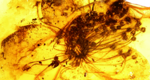 Jantar s potopeným květem, Foto: nature.com