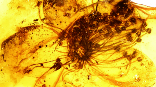 2023-02-27_10-02-59 (1) Jantar s potopeným květem, Foto: nature.com