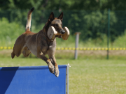 Belgický ovčák Malinois, foto: Pixabay/pohjakroon