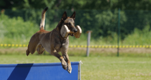 Belgický ovčák Malinois, foto: Pixabay/pohjakroon