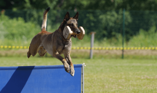 Belgický ovčák Malinois, foto: Pixabay/pohjakroon