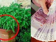 Přineste tuto rostlinu do svého domova, přitáhne úspěch, peníze a štěstí