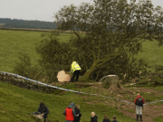 Neznámý pachatel pokácel nejznámější strom v Británii Foto: SITA/AP, Owen Humphreys