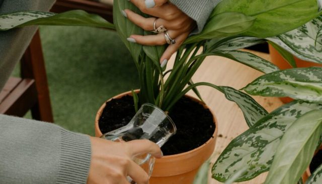 pexels-cottonbro-studio-9730468-750x430