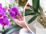 Co dělat, aby orchidej začala kvést? Tento švédský trik vám vyrazí dech