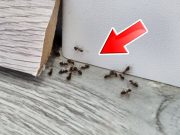 Mravenců v domácnosti se můžete zbavit pomocí jediného předmětu v kuchyni. Nebudete věřit, jak je tato metoda snadná a účinná