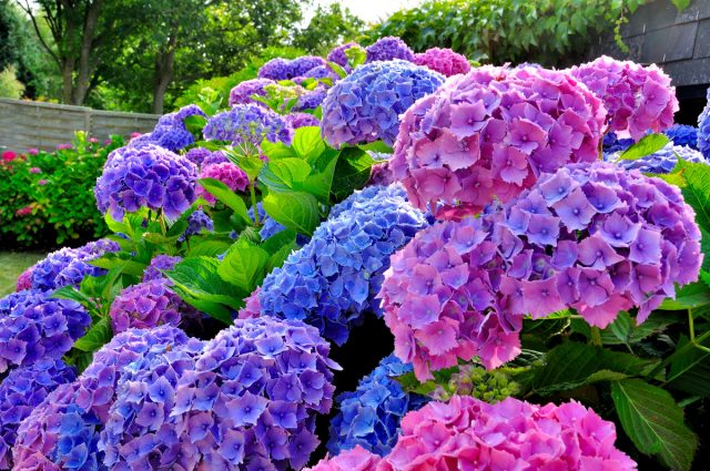 come-moltiplicare-ortensie-3