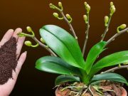 Stačí jedna čajová lžička: orchidej během pár dní zázračně vykvete!