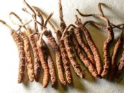 Cordyceps: Superpotravina, která dodá energii a podporuje zdraví
