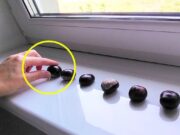 Víte, proč naše babičky dávaly kaštany na parapety a nábytek? MUSÍTE ZNÁT TENTO TRIK