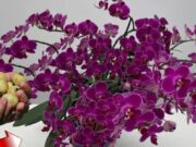 STOP VŠEM CHEMICKÝM HNOJIVŮM! Dejte jen JEDEN KUS pod orchidej a sledujte zázrak: Během týdnů se objeví 100 větví a bude kvést CELÝ ROK bez přestávky!