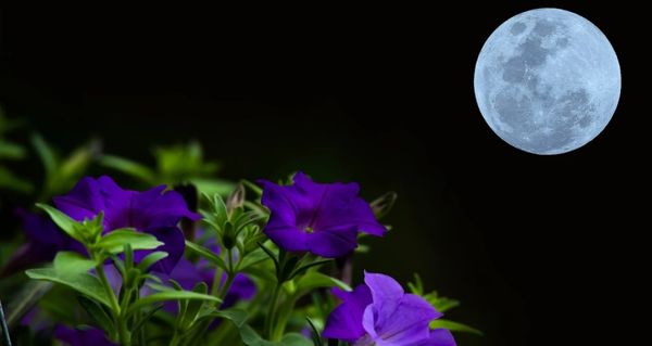 úplněk, horoskop, finance, znamení zvěrokruhu, astrologie