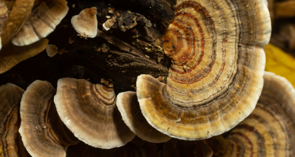 Coriolus (1)
