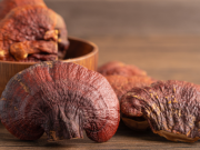 Reishi a relaxace: Proč ji lidé vyhledávají po náročném dni
