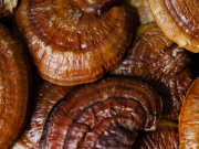 Co je reishi a proč se jí říká houba dlouhověkosti